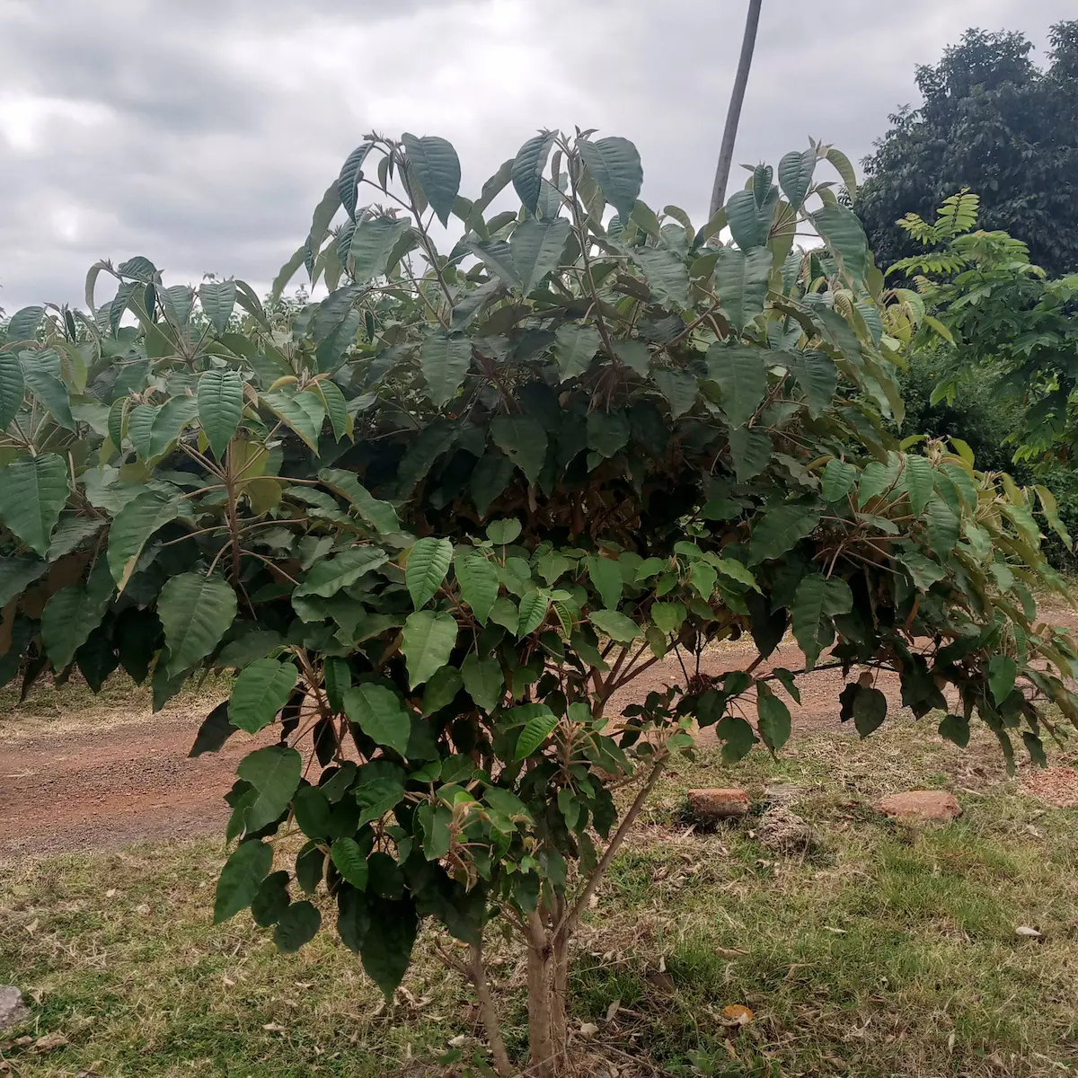Croton megalocarpus - Mukinduri