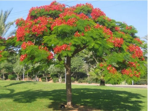 Delonix regia - Flamboyant Royal Poinciana