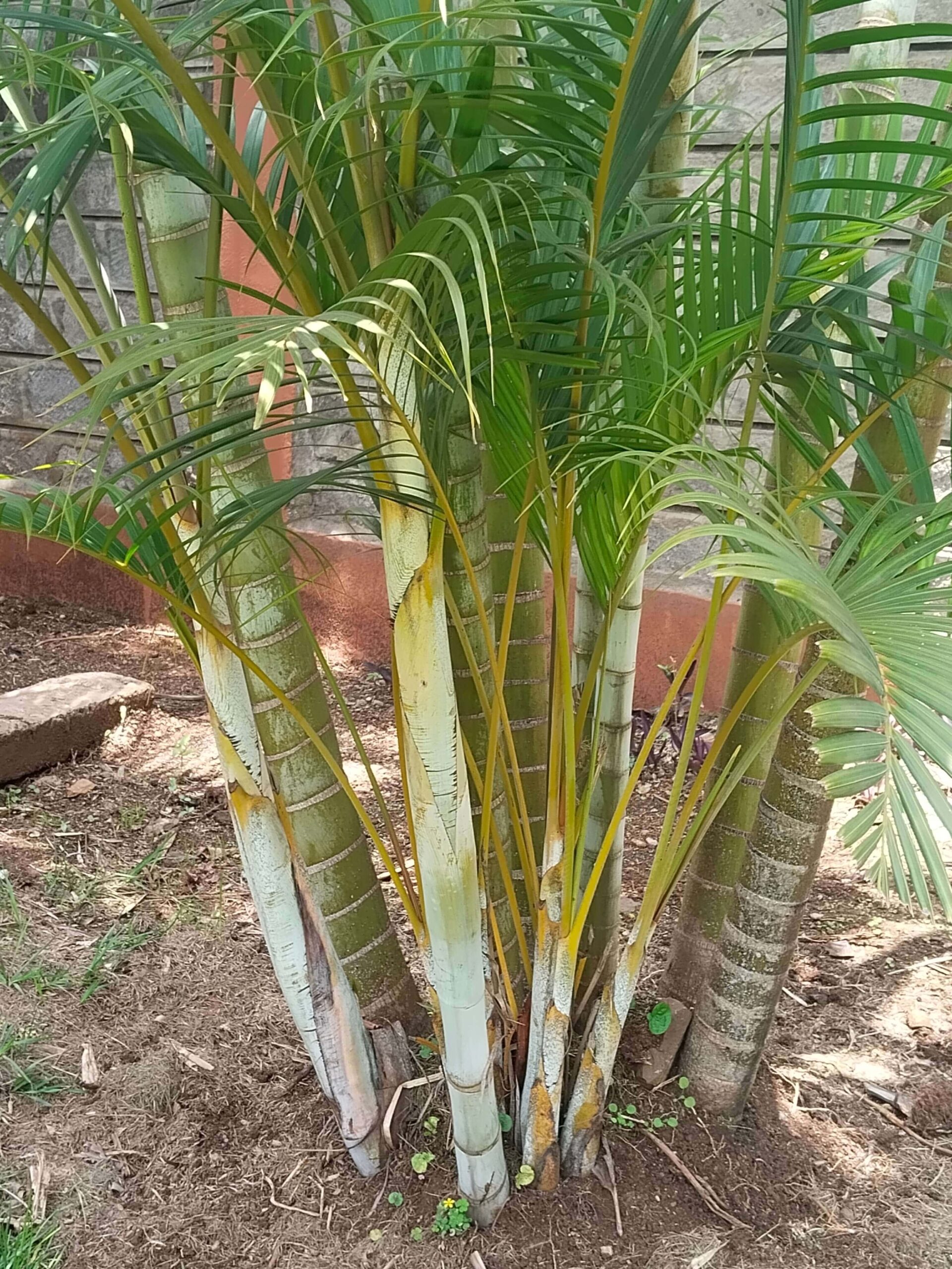 Dypsis lutescens golden palm
