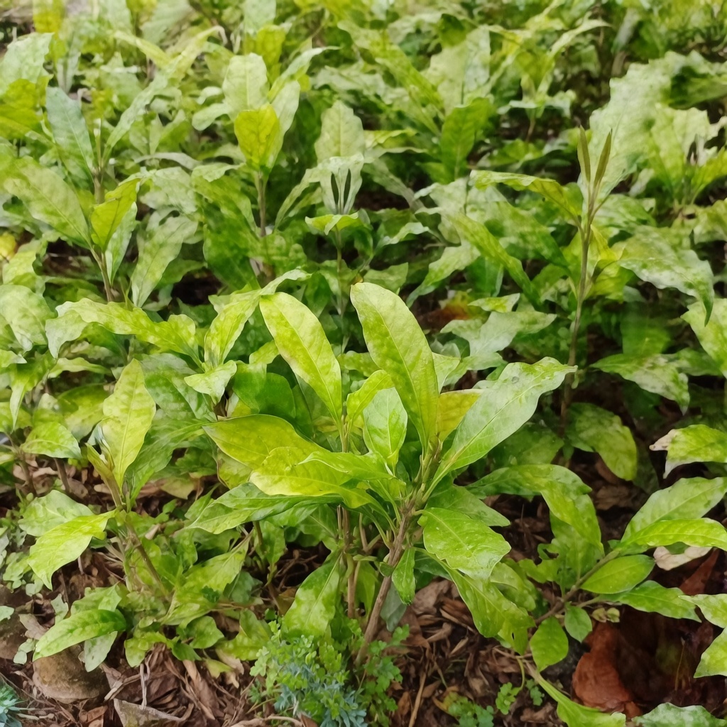 Olea welwitschii - Elgon Olive East African Olive