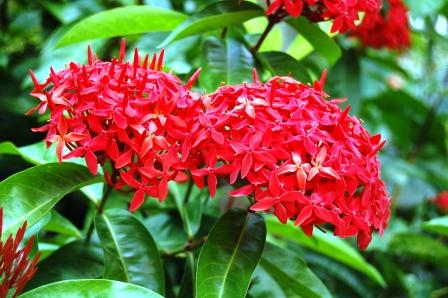 Ixora coccinea