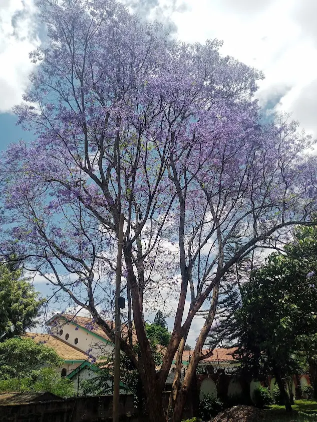 Jacaranda mimosifolia - Jacaranda