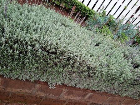 Lavandula angustifolia
