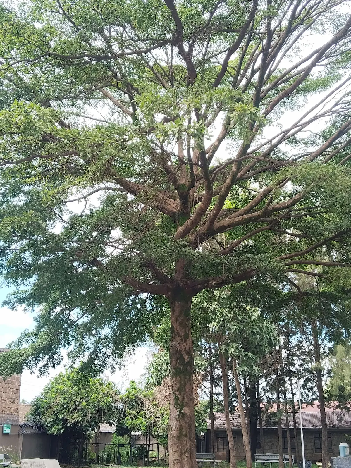 Terminalia mantaly - Umbrella Tree