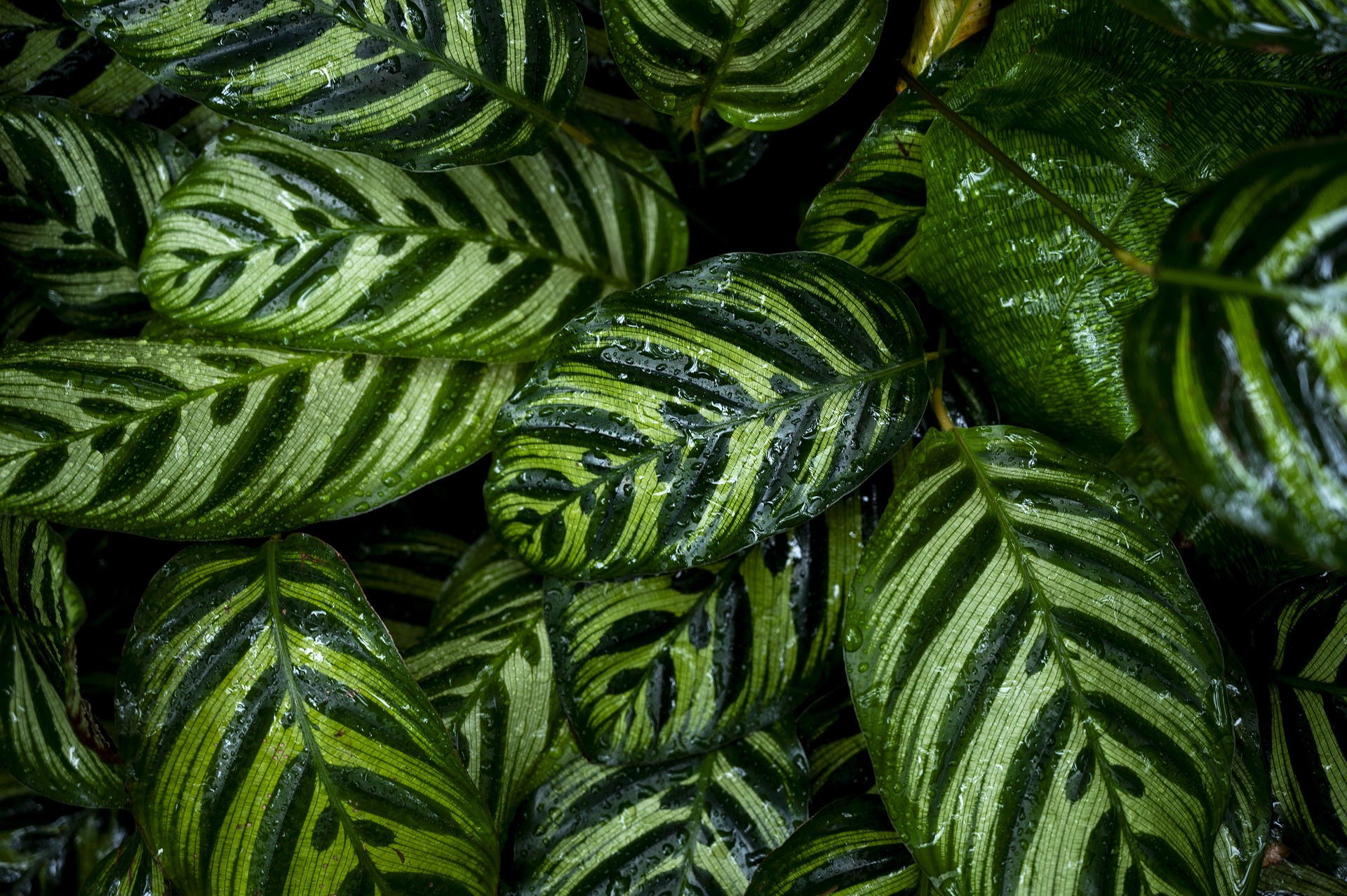 calanthea leaves calathea