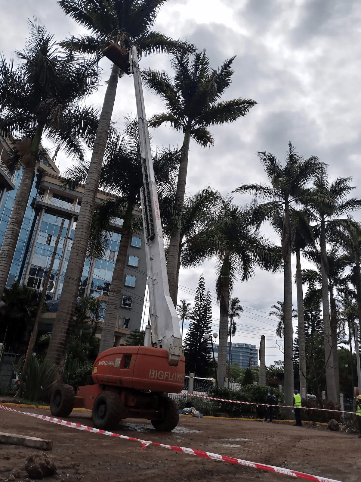 tree pruning at safaricom