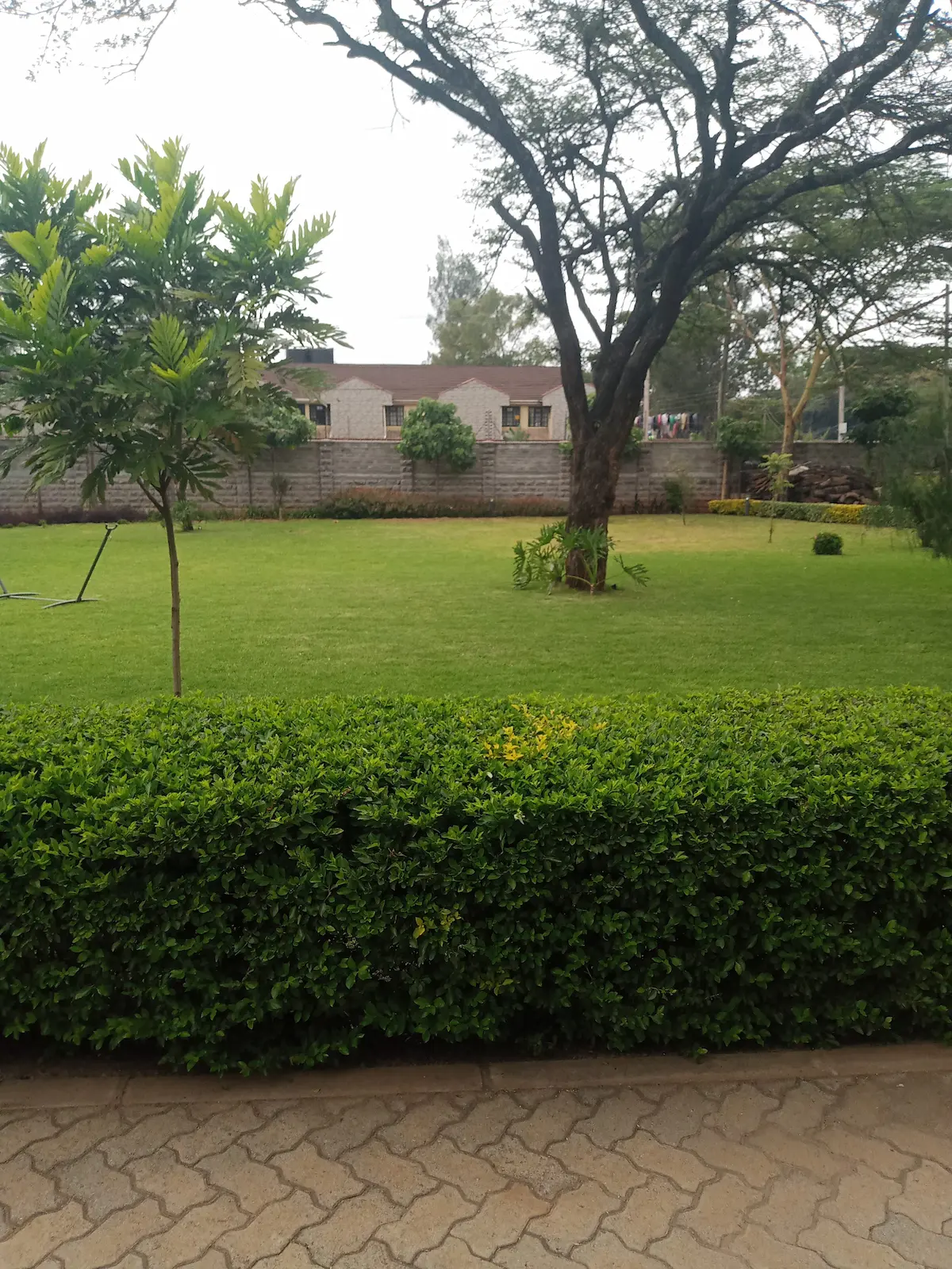 Mature kikuyu grass lawn