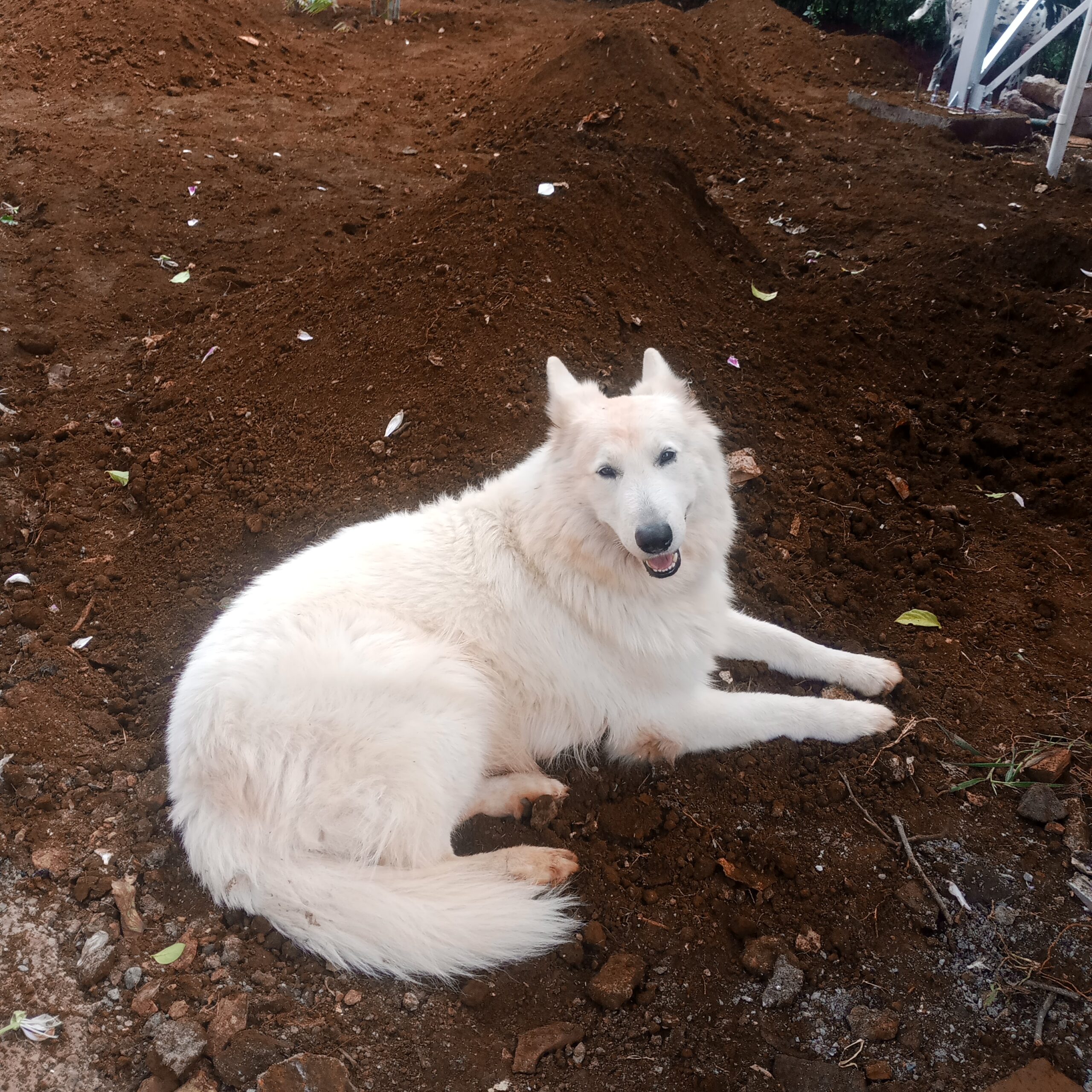 Dog in garden