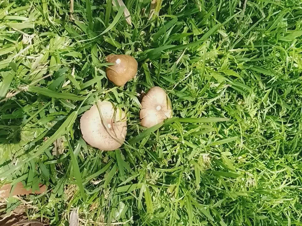 Mushrooms growing in lawn