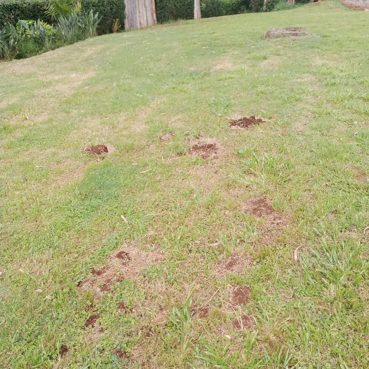 Signs of moles in lawn