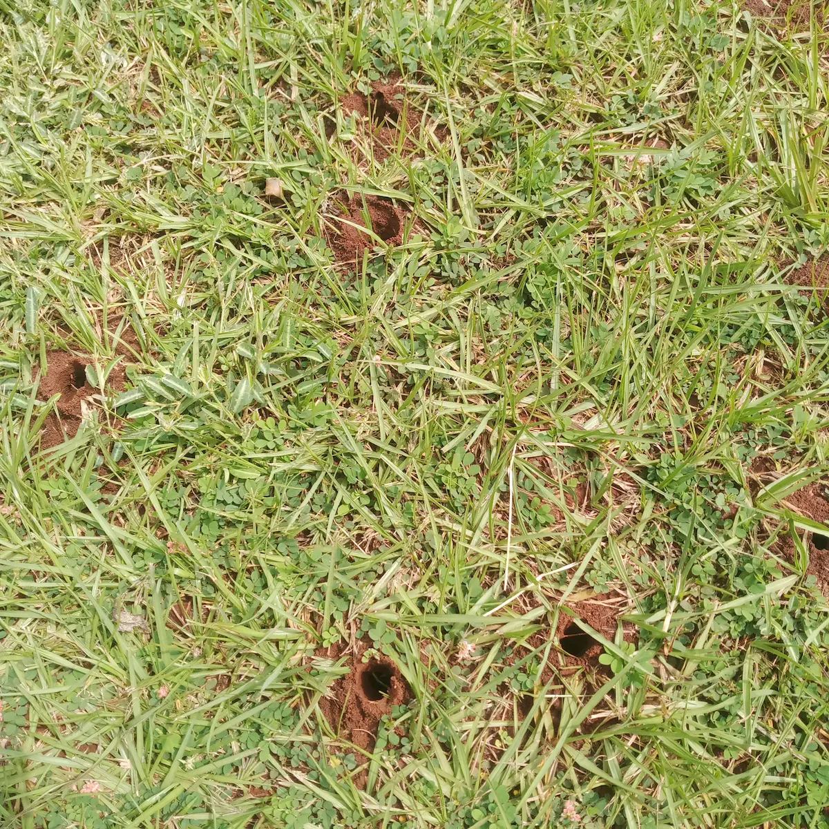 Termite damage in lawn
