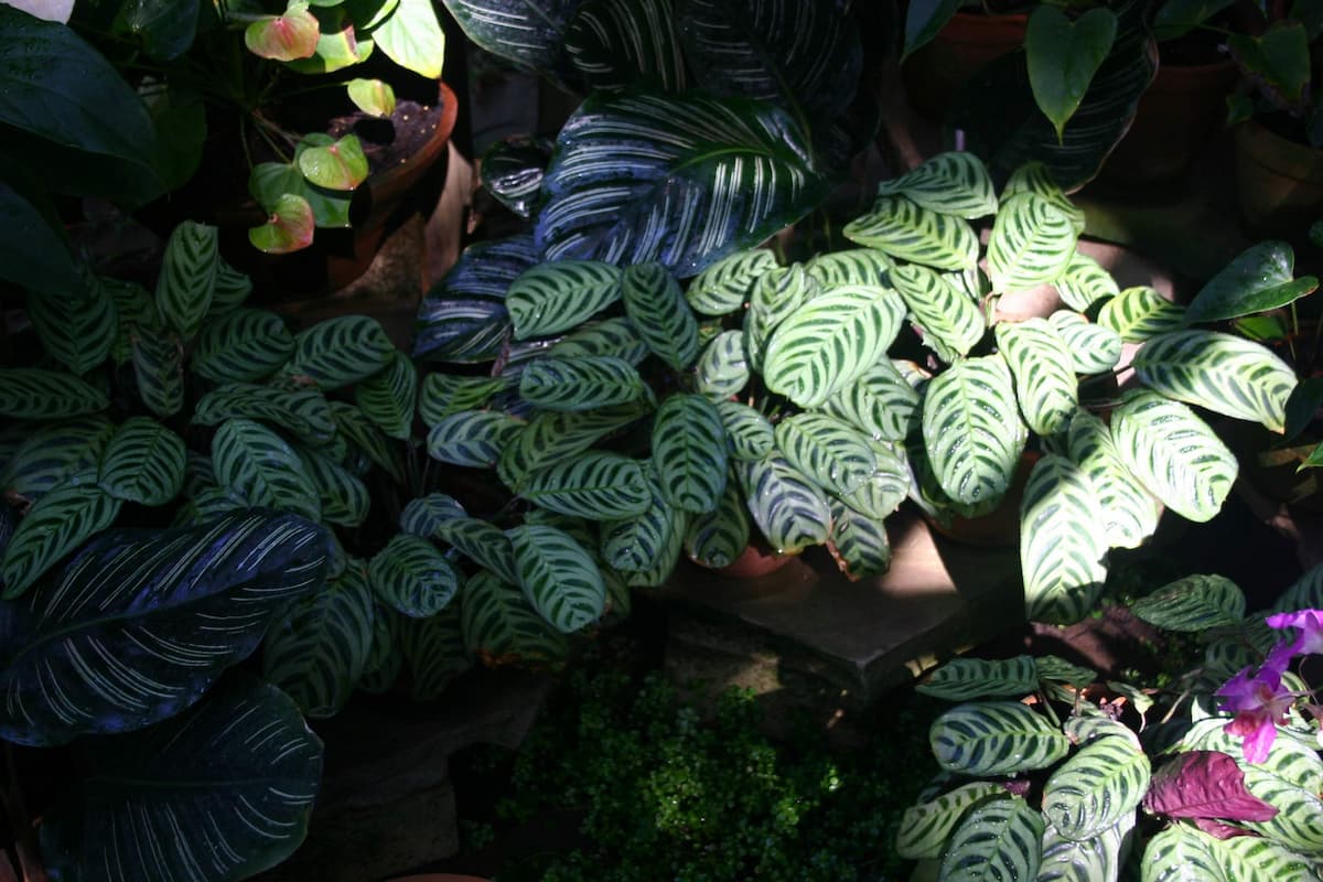 Calathea plant with patterned leaves