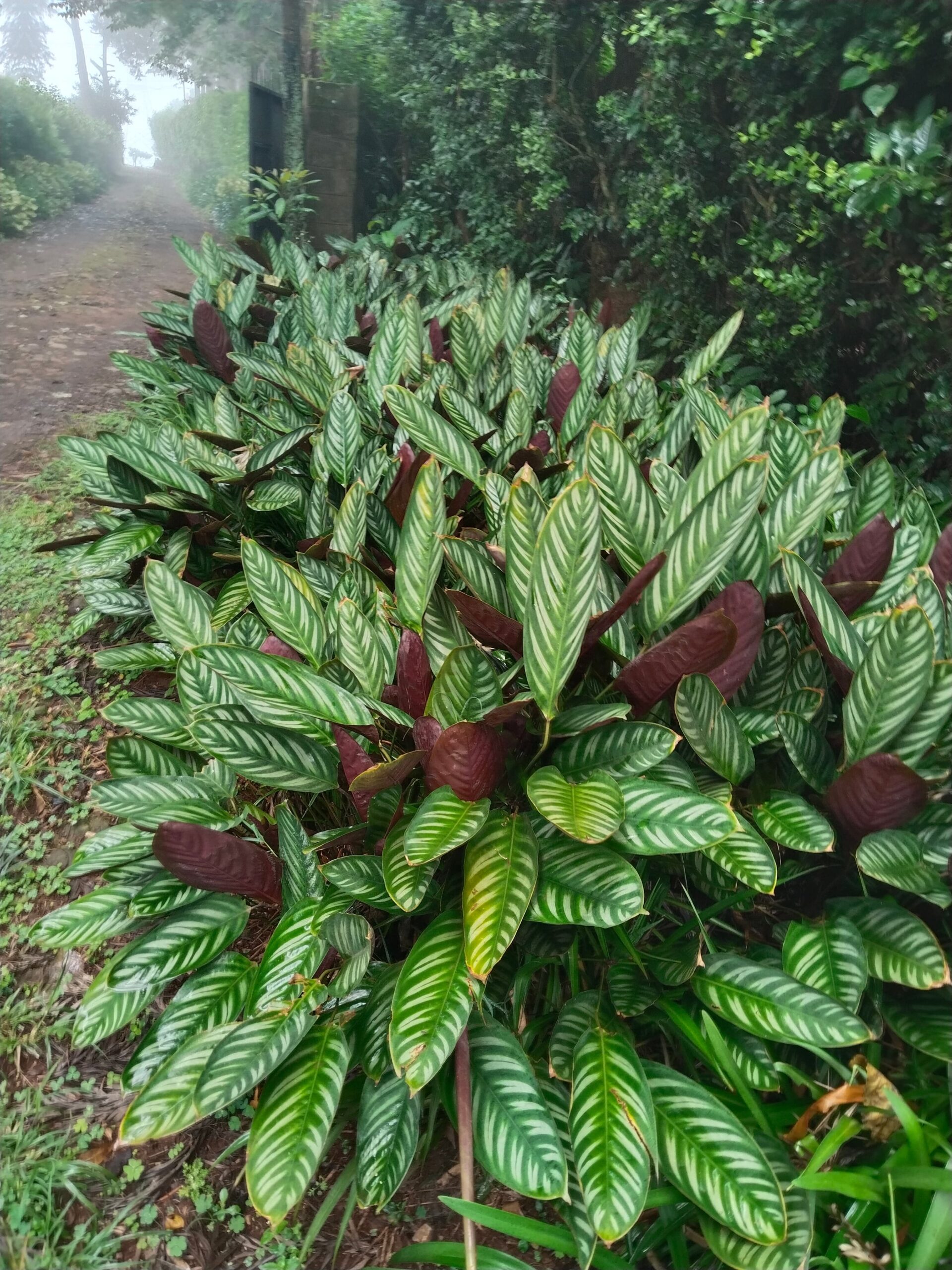 Calathea plant growing outdoors in a shaded, humid spot