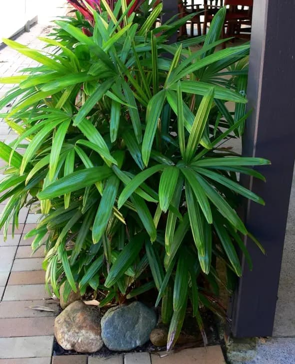 A healthy, full clump of Rhapis excelsa palm