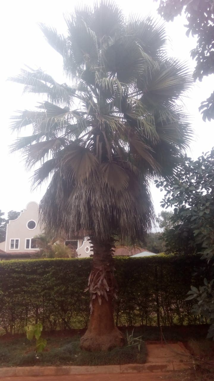 A skirt-forming palm holding its dead fronds against the trunk