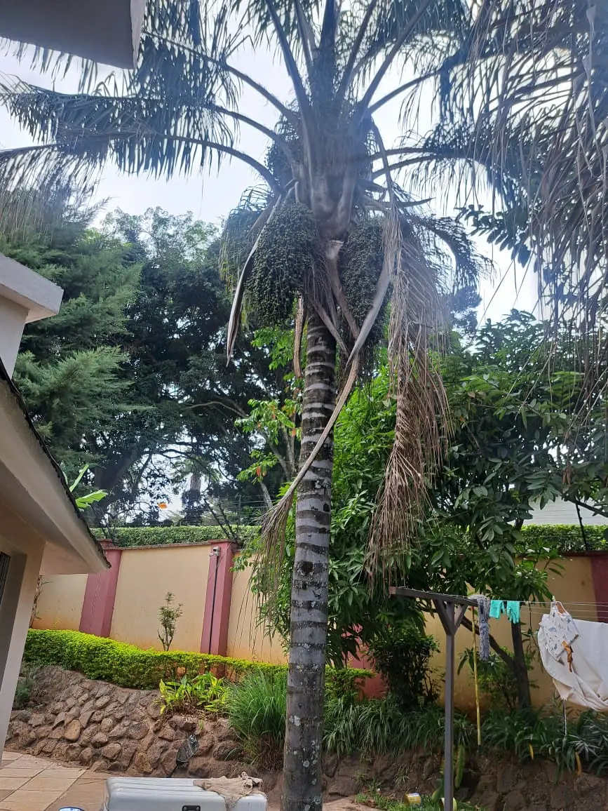 A self-cleaning palm that drops its old fronds on its own