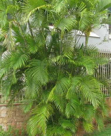 A clump of Golden Cane Palm (Dypsis lutescens) grown against a house wall