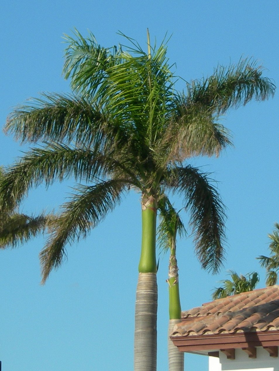 A healthy Royal Palm crownshaft with an upright spear