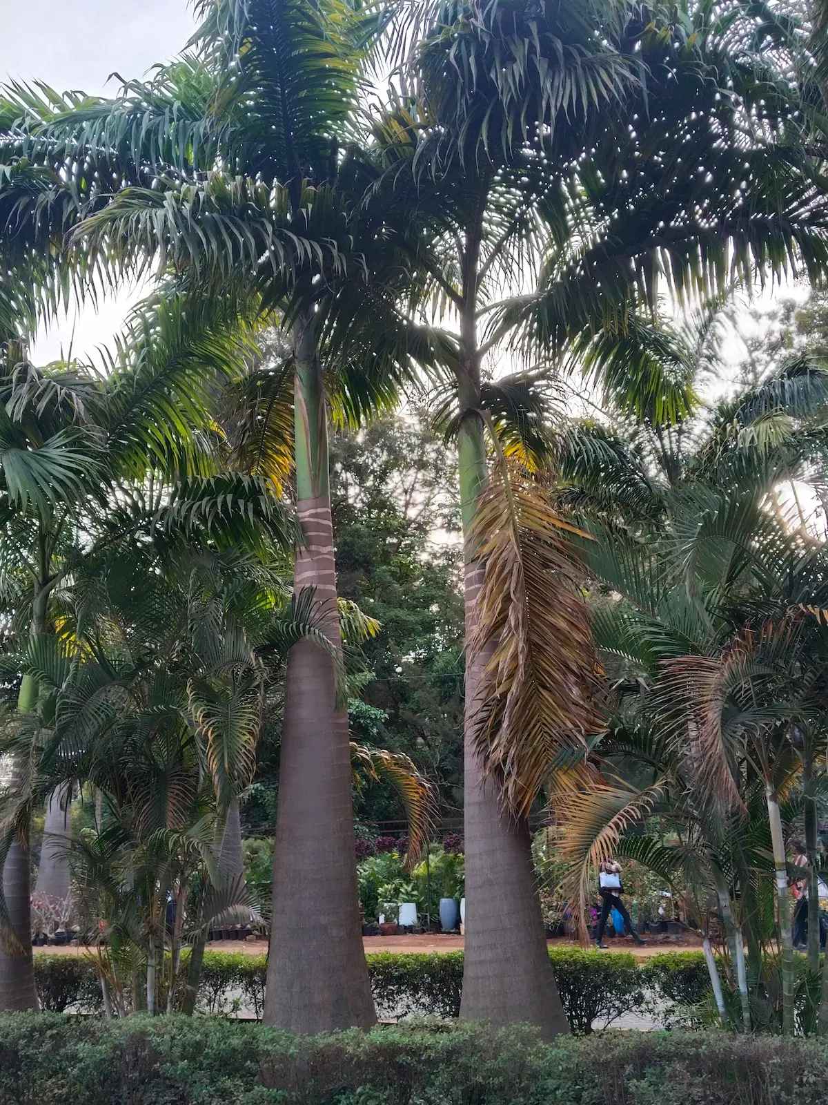 A row of well-maintained Royal Palms with clean trunks along a boundary wall