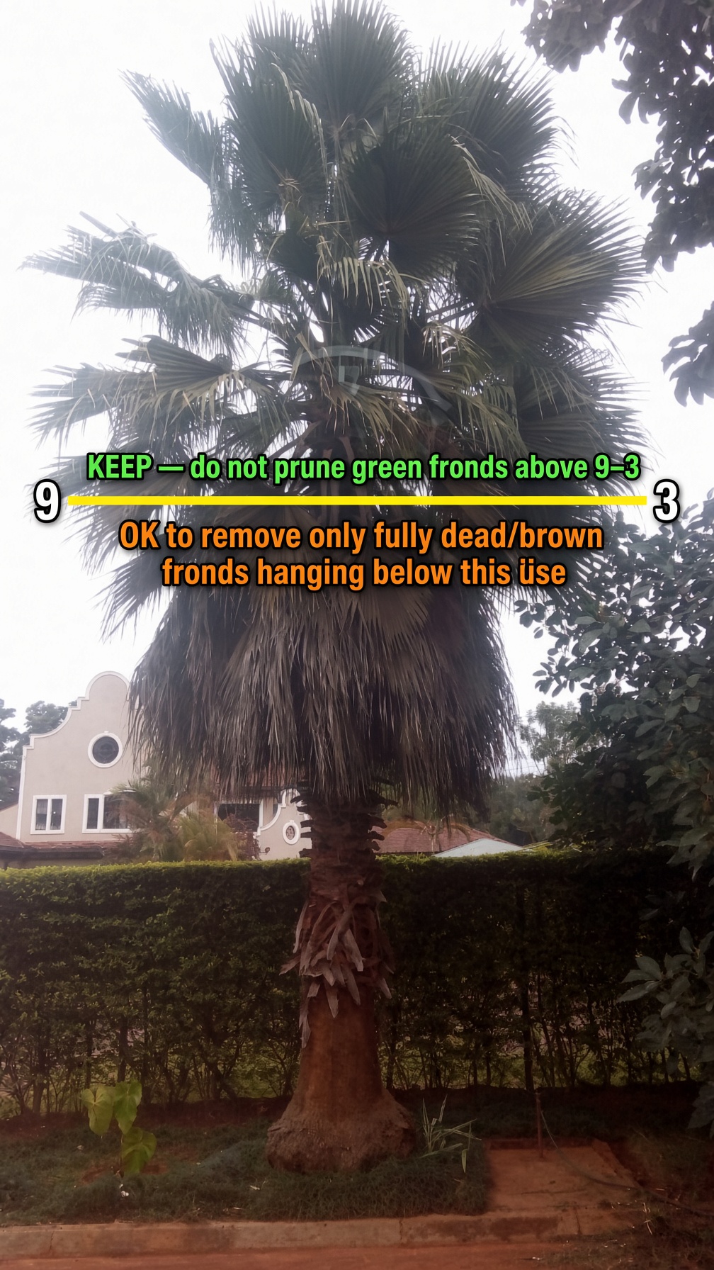 A palm crown illustrating the 9-to-3 pruning line