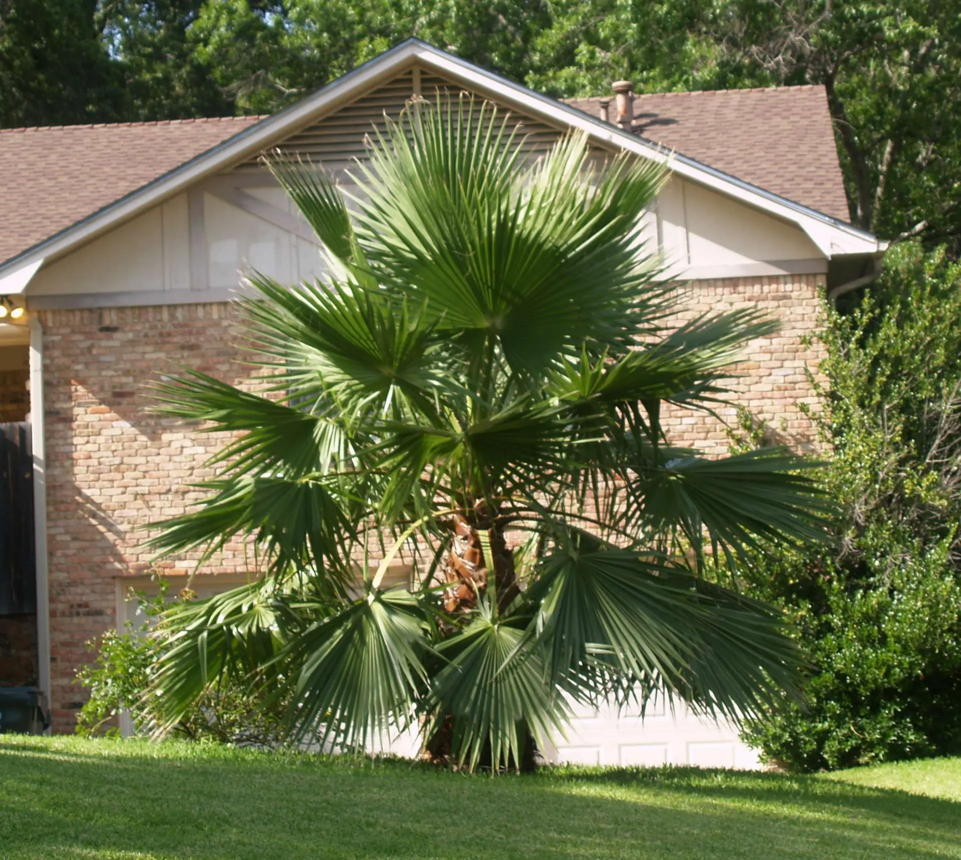 A full, round-crowned, well-grown palm in a Kenyan garden